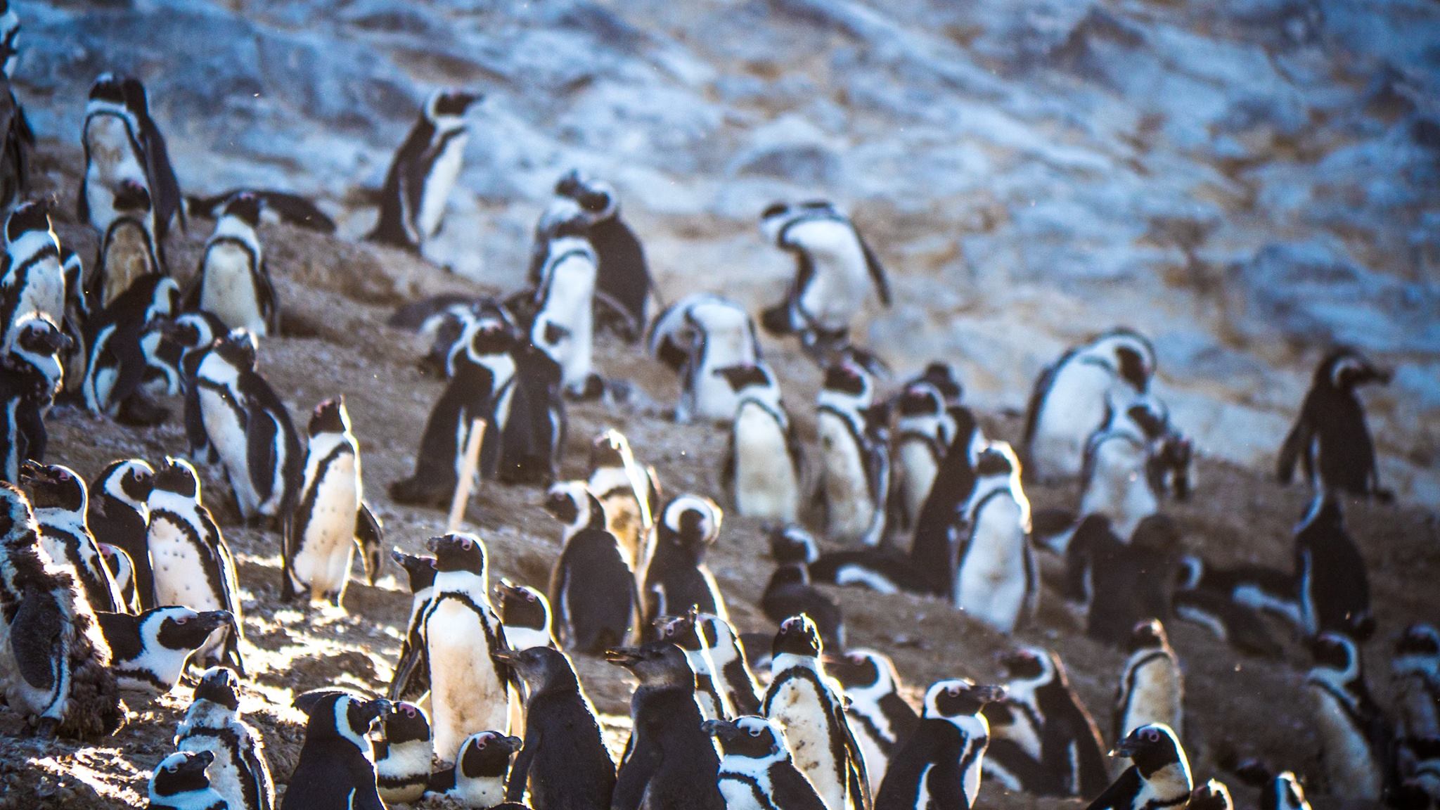 The Delos Diaries: Part 10 “Penguin Man”